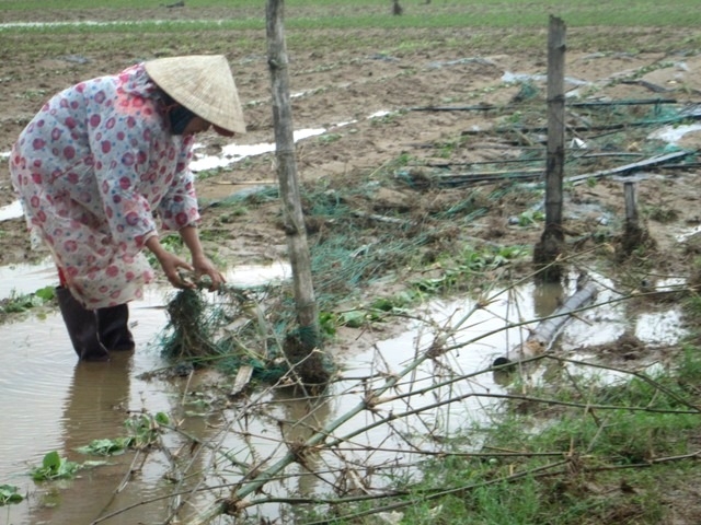 Lũ cuốn sạch rau màu ở cánh đồng Bàu Tròn (xã Đại An, Đại Lộc)