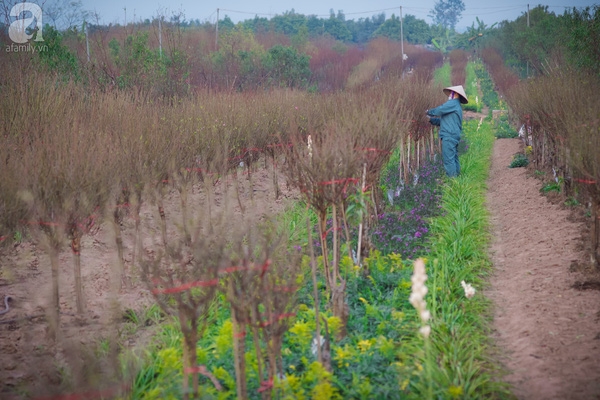 Tết gần đến, các cô nàng khấp khởi khoe sắc ngọt ngào cùng hoa đào nở sớm - Ảnh 2.