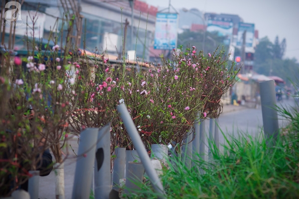 Tết gần đến, các cô nàng khấp khởi khoe sắc ngọt ngào cùng hoa đào nở sớm - Ảnh 4.