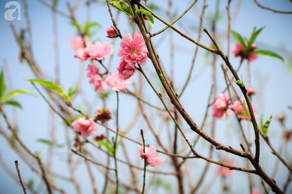 Tết gần đến, các cô nàng khấp khởi khoe sắc ngọt ngào cùng hoa đào nở sớm - Ảnh 18.