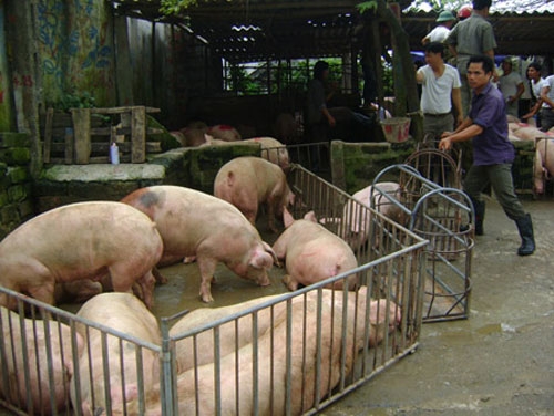 gia thit lon giam: “thu pham” la... thi truong trung quoc? hinh anh 1