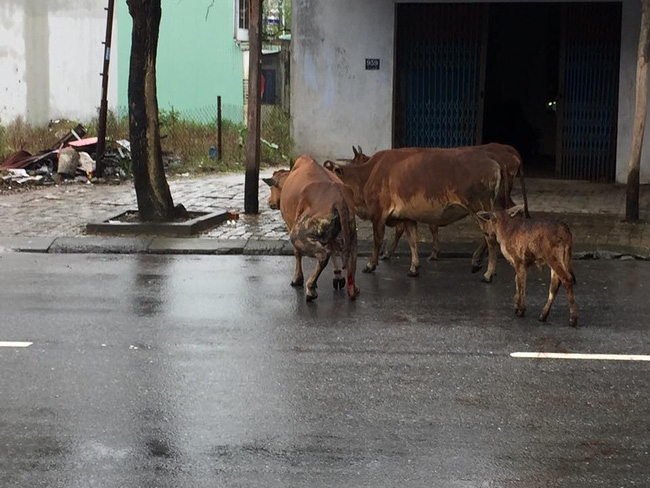 Người chủ của chú bò bị chặt chân: Bò mẹ không cứu được, nên tôi đành bán cả 2 mẹ con vào lò mổ - Ảnh 2.