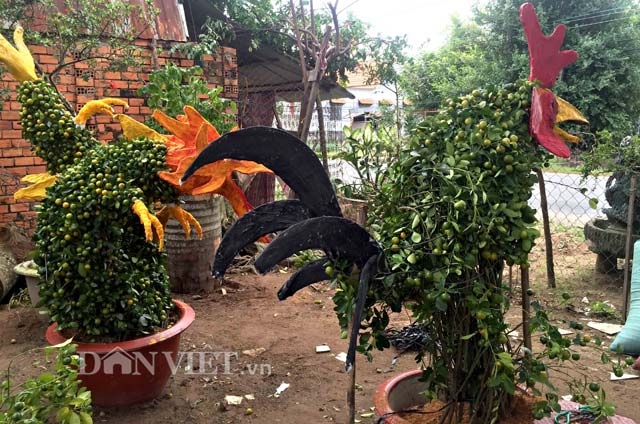 quat canh hinh ga sieu bat mat o mien tay hinh anh 6