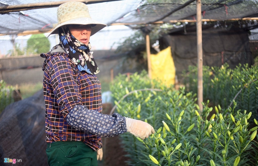 Nong dan om lo vi hoa ly ngoai no som truoc Tet hinh anh 7