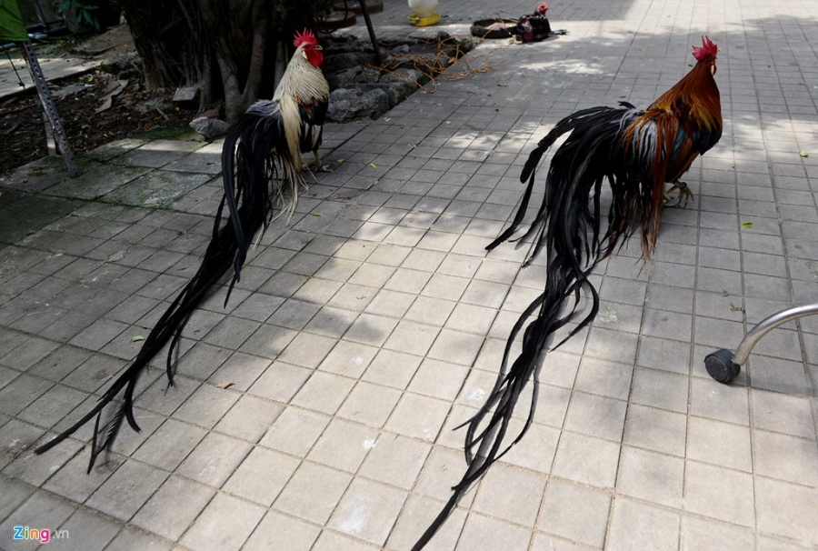 Cap ga Nhat Ban duoi dai gia 65 trieu dong choi Tet hinh anh 2