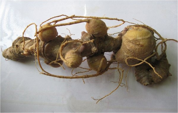 Sâm Ngọc Linh 30 triệu/kg: Thần dược đổ đống, bao nhiêu cũng có