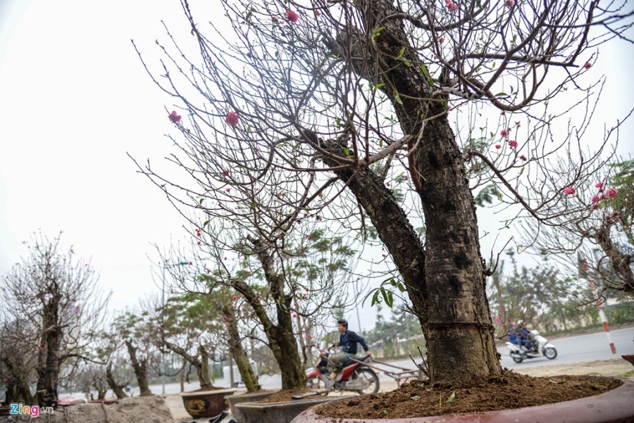 Cay dao gia thue 40 trieu dong xuong pho hinh anh 9