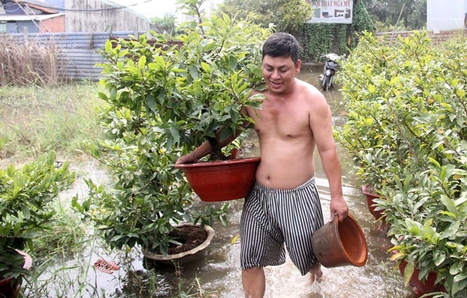 Hang nghin goc mai Tet ngap nuoc, nong dan Sai Gon than troi hinh anh 2
