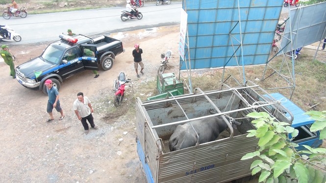 Con trâu bị khống chế sau khi húc nhiều người /// Ảnh: GIANG PHƯƠNG