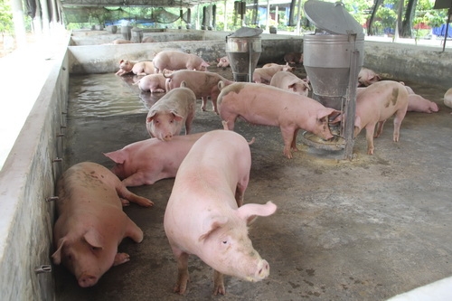 giá heo hiện được thu mua với mức 24.000 đồng/kg. Ảnh: Phước Tuấn