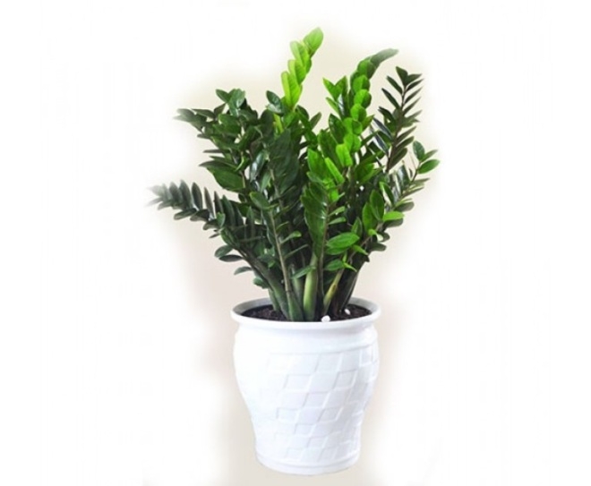 11 cây trồng trong nhà mang lại tài lộc và sức khỏe