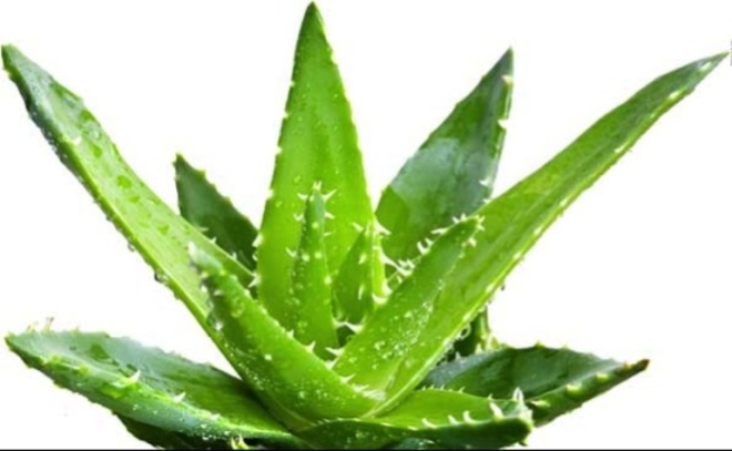 11 cây trồng trong nhà mang lại tài lộc và sức khỏe