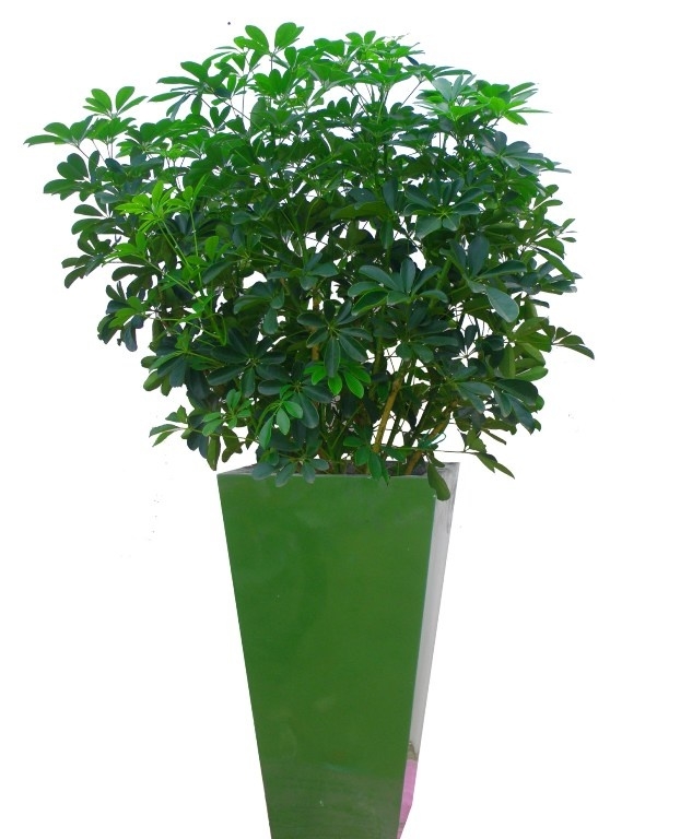 11 cây trồng trong nhà mang lại tài lộc và sức khỏe