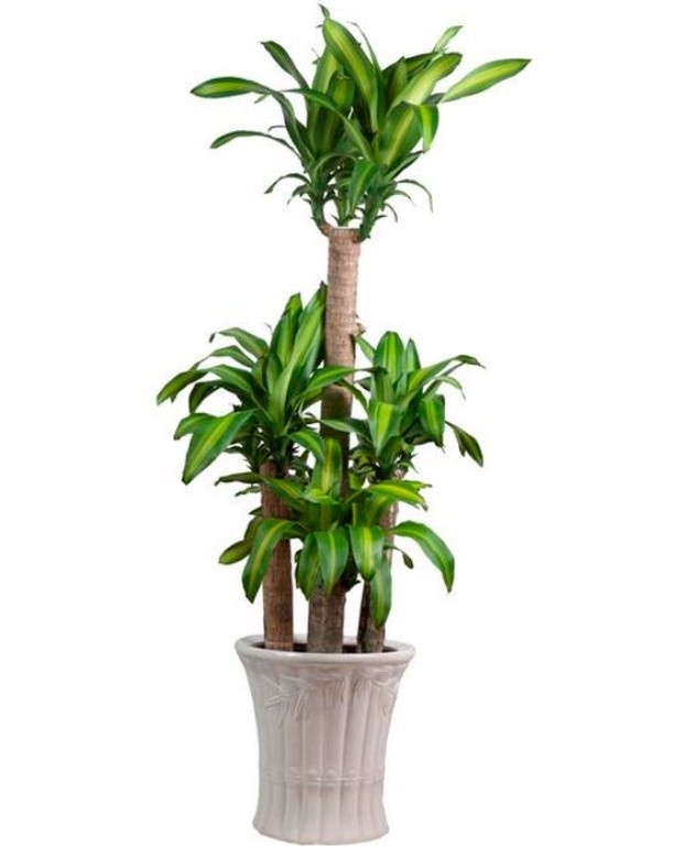 11 cây trồng trong nhà mang lại tài lộc và sức khỏe