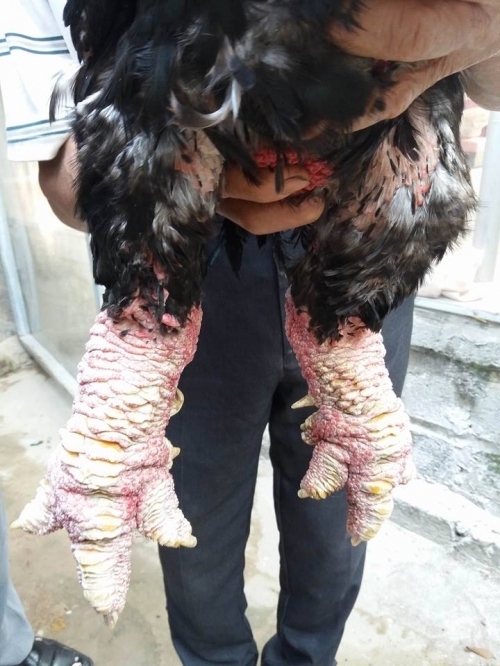 Mục sở thị dàn gà Đông Tảo chân khủng của ‘chúa’ gà xứ Nhãn - 1