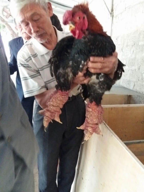 Mục sở thị dàn gà Đông Tảo chân khủng của ‘chúa’ gà xứ Nhãn - 3