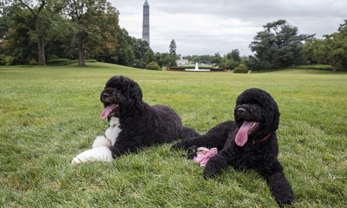 Bo (trái) và Sunny, hai chú chó của nhà Obama. Ảnh: Reuters.