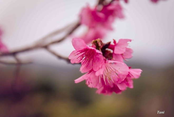 Đào rừng bừng nở giữa trời sương mù Tây Bắc