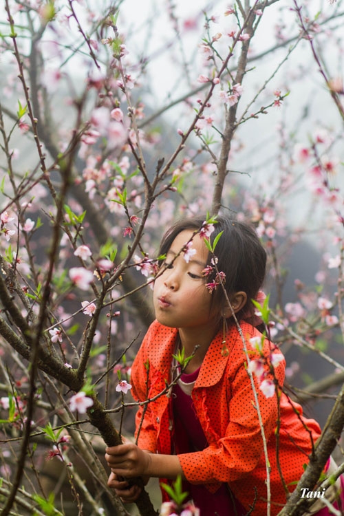 Đào rừng bừng nở giữa trời sương mù Tây Bắc