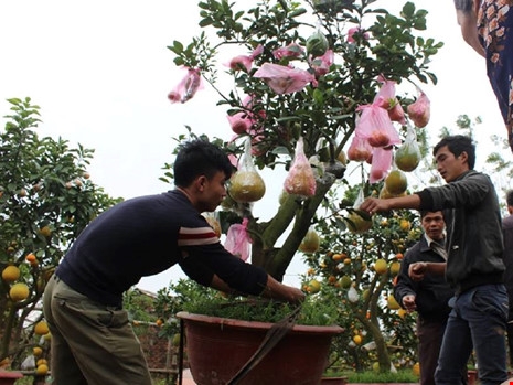 Tròn mắt ngắm 1 cây có tới... 9 loại quả - 4