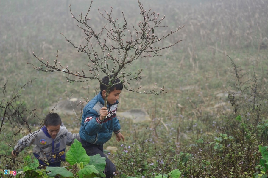 Dao rung Son La bat dau ve cho Tet mien xuoi hinh anh 13