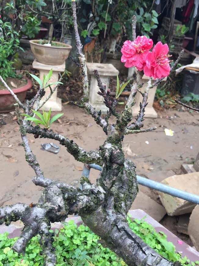Đào 2 gang tay mạo danh đào thất thốn: Hàng Tàu hại hoa Việt