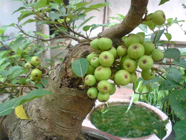 12 loai cay canh mang tai loc vao nha ngay tet hinh anh 4