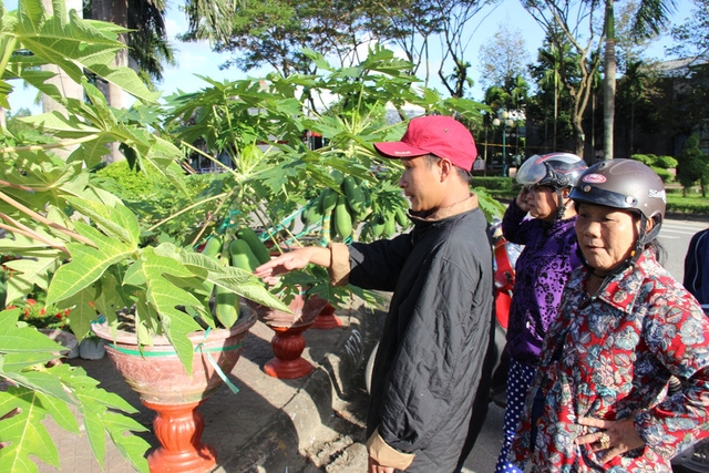 Nhiều người đã giật mình khi nghe giá 3 triệu một cây đu đủ cảnh chơi Tết.