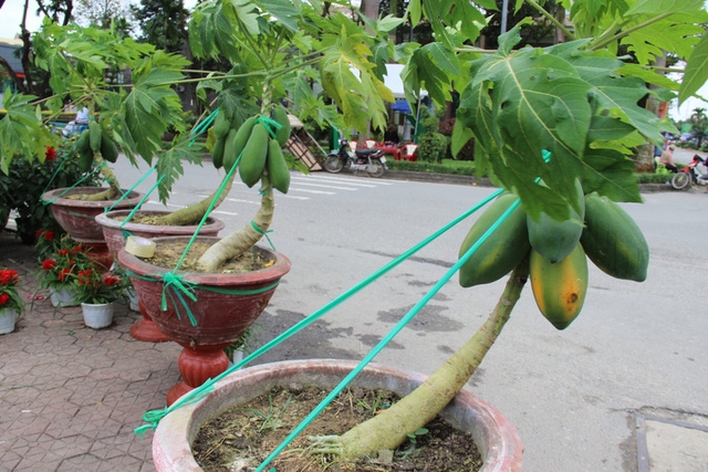  Chăm được một cây đu đủ cảnh sai quả, thế đẹp rất kỳ công nên giá cao 