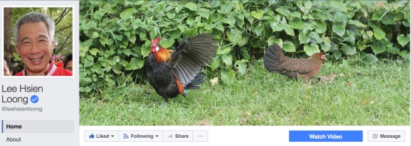 Trang Facebook của thủ tướng Singapore Lý Hiển Long với hình nền là những con gà.
