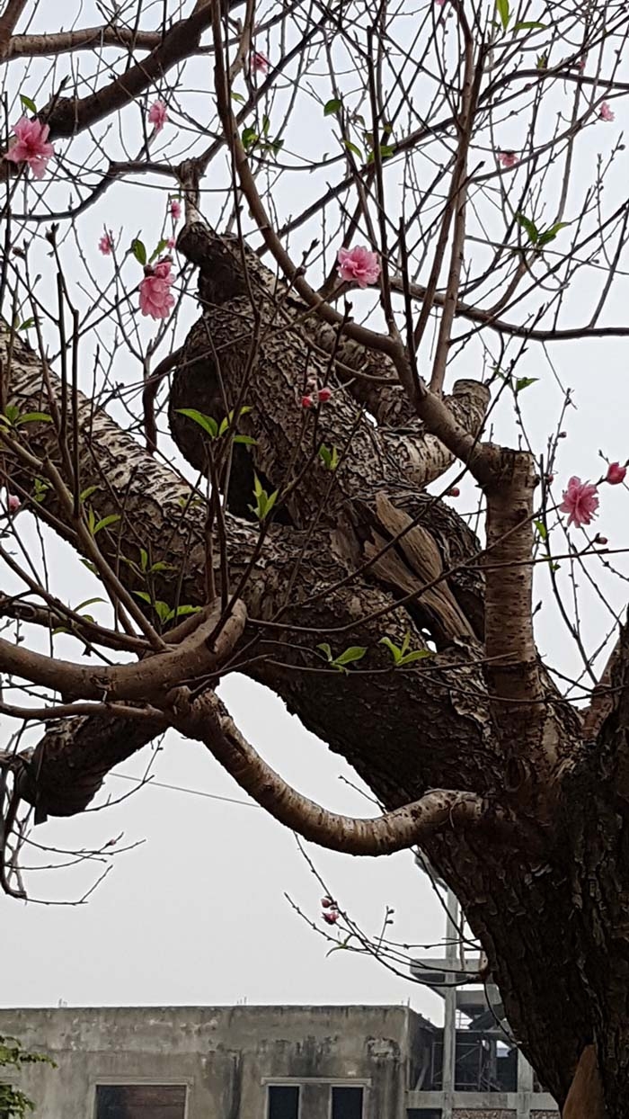 Cây đào dáng độc nhất vô nhị ở Hà Nội