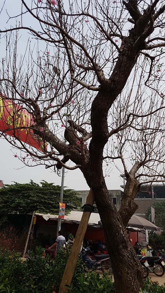 Cây đào dáng độc nhất vô nhị ở Hà Nội