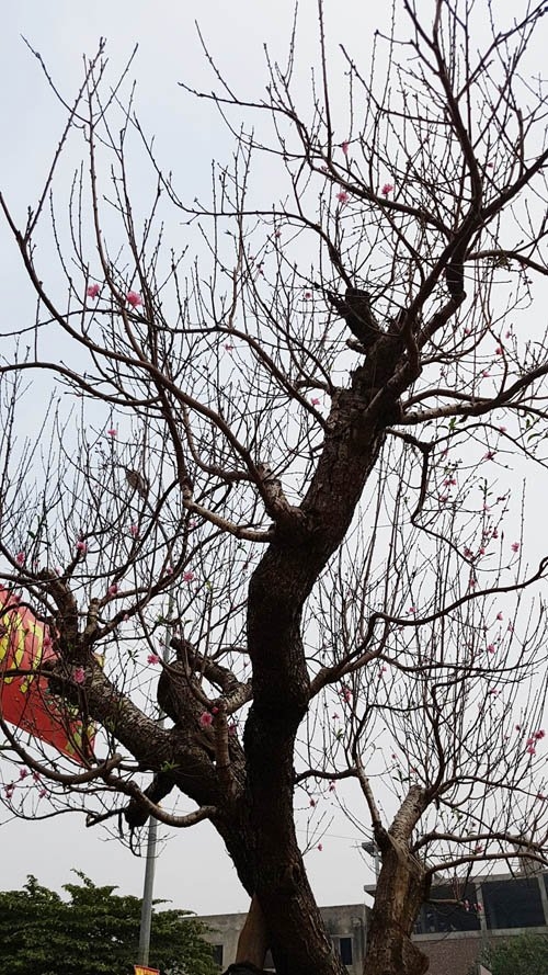 Cây đào dáng độc nhất vô nhị ở Hà Nội
