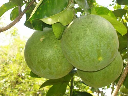 luoc buoi len lay nuoc uong ban se ngac nhien vi dau tuan 55kg cuoi tuan 45kg - 1