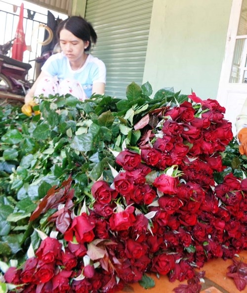 Hoa hồng đỏ tăng giá vùn vụt trước lễ Tình nhân - ảnh 2