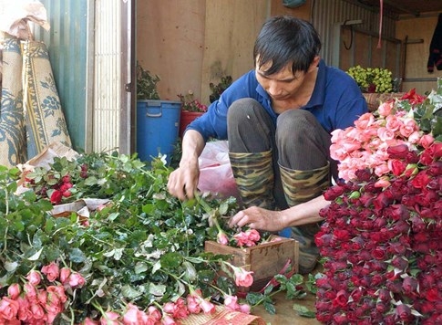 Hoa hồng đỏ tăng giá vùn vụt trước lễ Tình nhân - ảnh 3