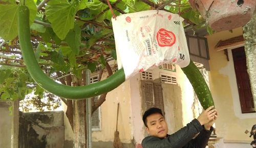 qua-bau-dai-hon-2m-o-thanh-hoa