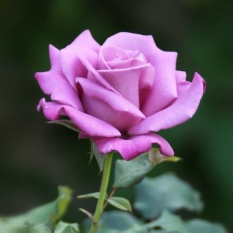 hồng tím
