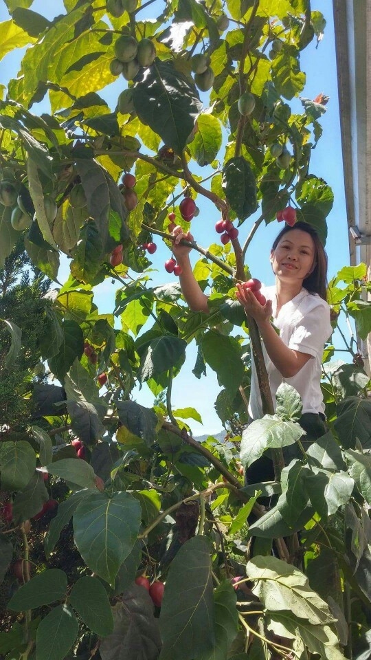 Ca chua 500.000 dong mot cay giong, ca trieu dong moi kg qua hinh anh 8