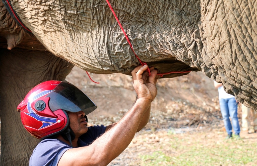 Hang nghin nguoi doi nang xem dua voi hinh anh 2