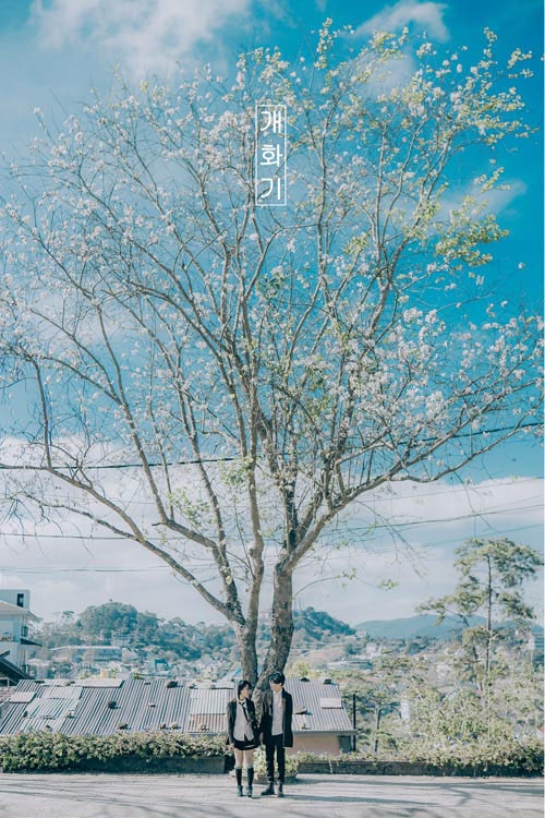 ngo ngang bo anh chup o da lat lang man hon ca phim han hinh anh 3