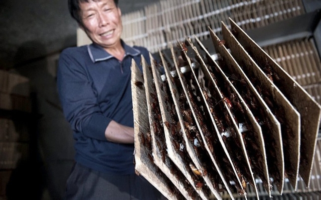 Trang trại nuôi gián. Những con côn trùng này được nuôi dưỡng và sử dụng trong đông y Trung Quốc như một vị thuốc. Ở đây cũng xuất hiện những trang trại nuôi gián.