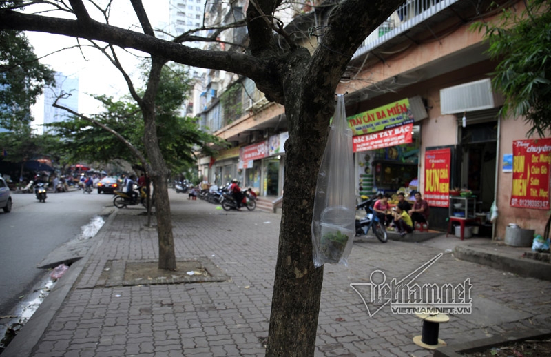 Hà Nội, vỉa hè, dẹp vỉa hè, bán hàng trên cây, vỉa hè Hà Nội
