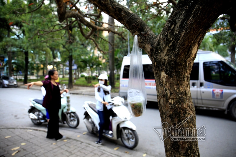 Hà Nội, vỉa hè, dẹp vỉa hè, bán hàng trên cây, vỉa hè Hà Nội