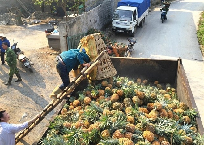 Thu mua dua thoi bat thuong o Lao Cai la de tieu huy hinh anh 1
