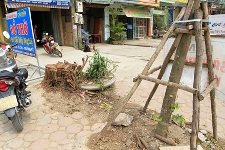 Chặt cây... đòi vỉa hè: Xà cừ cổ thụ cách đường 10 mét cũng không tha ảnh 3