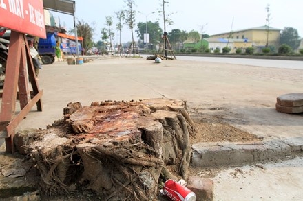 Chặt cây... đòi vỉa hè: Xà cừ cổ thụ cách đường 10 mét cũng không tha ảnh 8
