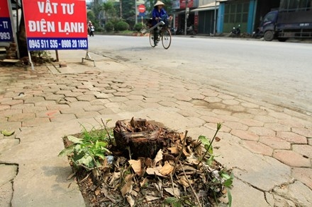 Chặt cây... đòi vỉa hè: Xà cừ cổ thụ cách đường 10 mét cũng không tha ảnh 11
