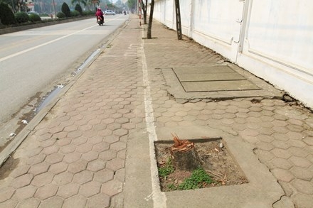 Chặt cây... đòi vỉa hè: Xà cừ cổ thụ cách đường 10 mét cũng không tha ảnh 12