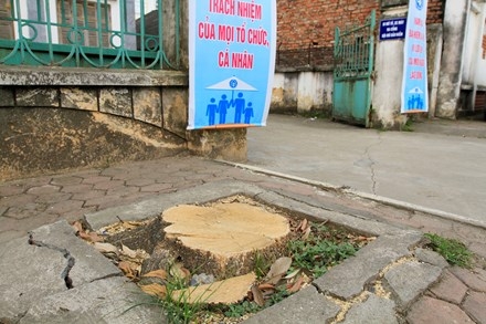 Chặt cây... đòi vỉa hè: Xà cừ cổ thụ cách đường 10 mét cũng không tha ảnh 15